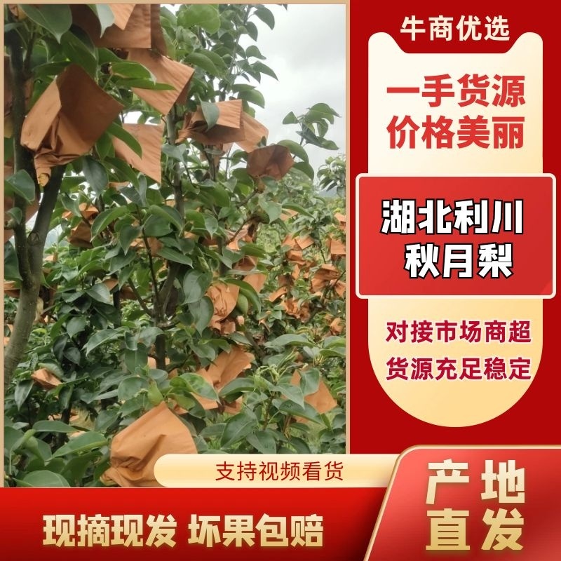 【精品秋月梨】新品上市现摘现发脆甜可口代发全国价优