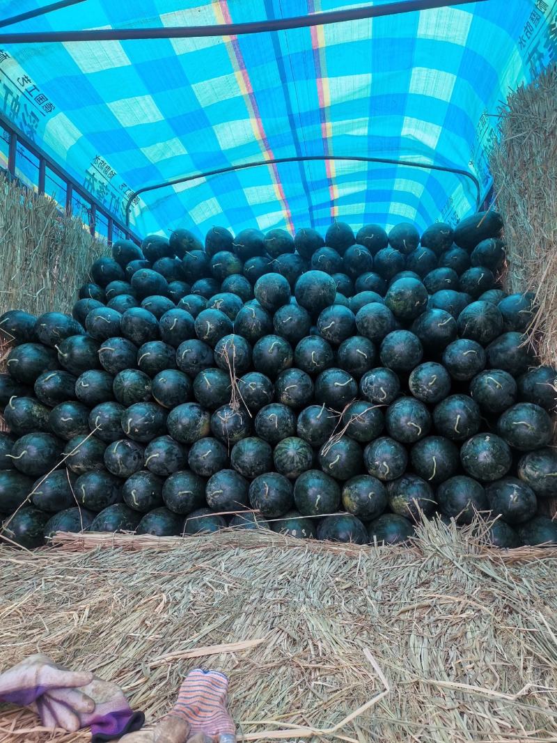【湖北】坡地黑美人西瓜瓜甜质量好专业供市场电商超市！