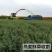 饲用燕麦草种子养殖牧草耐寒种籽高产鱼饲料草籽绿肥牛羊草种籽