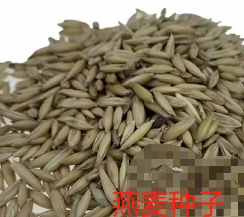 饲用燕麦草种子养殖牧草耐寒种籽高产鱼饲料草籽绿肥牛羊草种籽