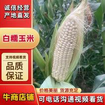 白糯玉米大量上市产地直发货源稳定可视频