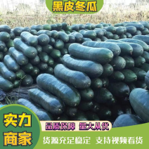 黑皮冬瓜个头硕大实力供货产地批发可视频看货
