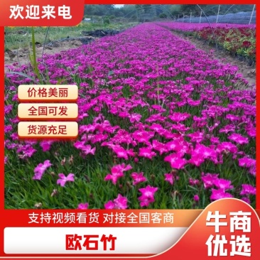 山东青州欧石竹草坪量大质优价格优惠欢迎咨询采购