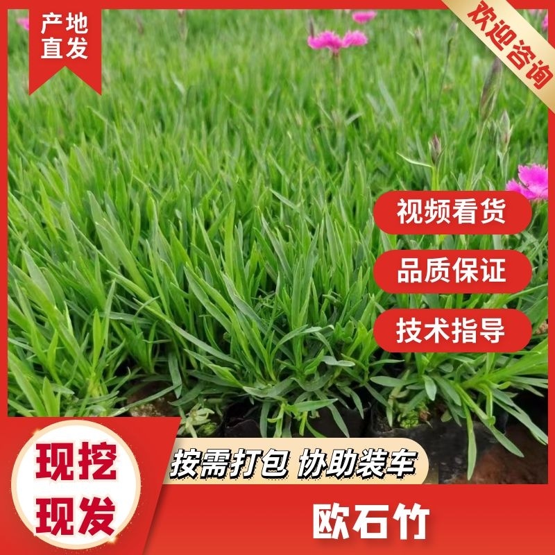 草坪欧石竹基地供应全国直发量大从优欢迎采购电联