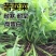 苦荬菜种子牧草种子多年生牧草猪牛羊鸡鸭鹅鱼兔虾苦麻菜苦麦菜苦买菜草籽