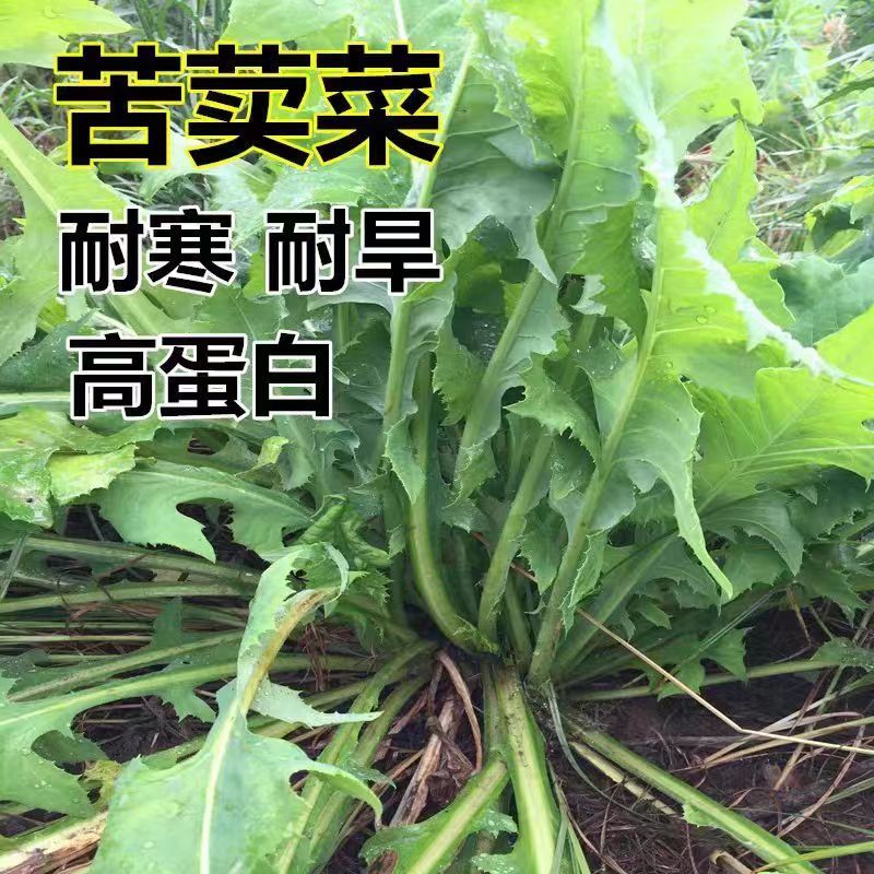 苦荬菜种子牧草种子多年生牧草猪牛羊鸡鸭鹅鱼兔虾苦麻菜苦麦菜苦买菜草籽