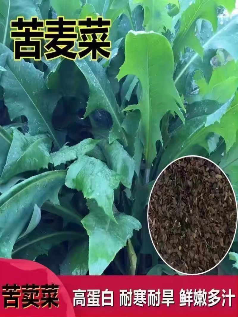 苦荬菜种子牧草种子多年生牧草猪牛羊鸡鸭鹅鱼兔虾苦麻菜苦麦菜苦买菜草籽