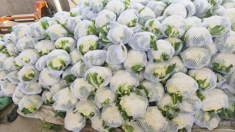 精品白花菜花新品上市质量保证品种纯正假一赔十