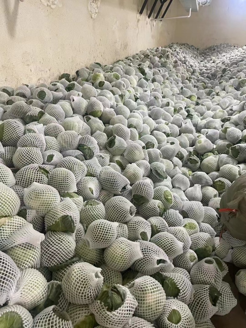 精品白花菜花新品上市质量保证品种纯正假一赔十
