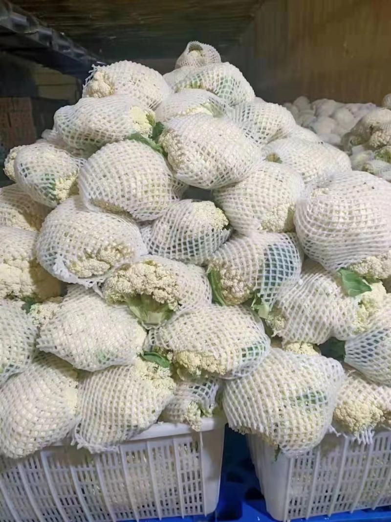 精品白花菜花新品上市质量保证品种纯正假一赔十