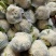 精品白花菜花新品上市质量保证品种纯正假一赔十