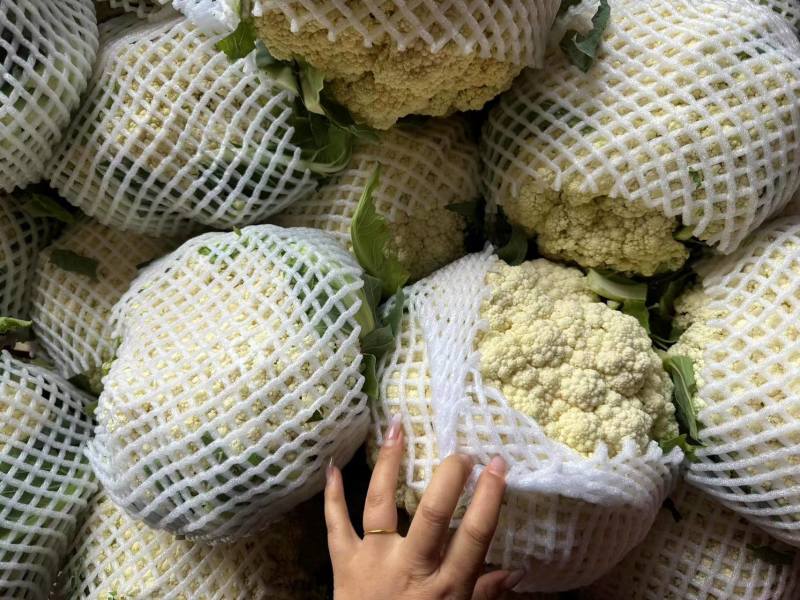 精品白花菜花新品上市质量保证品种纯正假一赔十