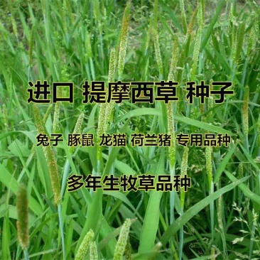 牧草种子兔子草种子豚鼠荷兰猪宠物多年生龙猫尾草养殖牧草种子