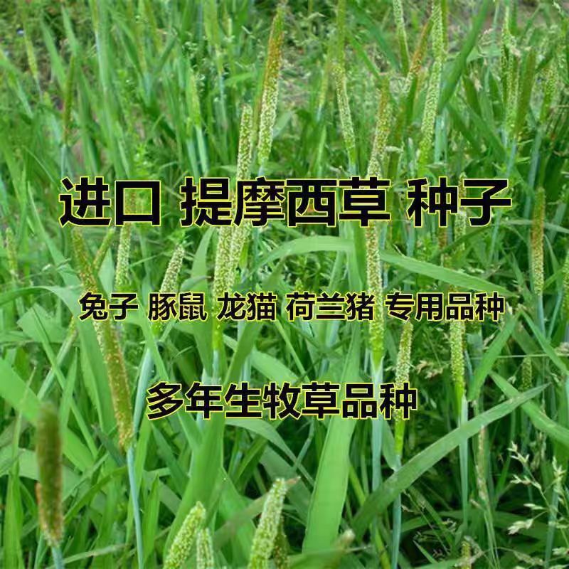 牧草种子兔子草种子豚鼠荷兰猪宠物多年生龙猫尾草养殖牧草种子