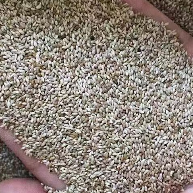 牧草种子兔子草种子豚鼠荷兰猪宠物多年生龙猫尾草养殖牧草种子