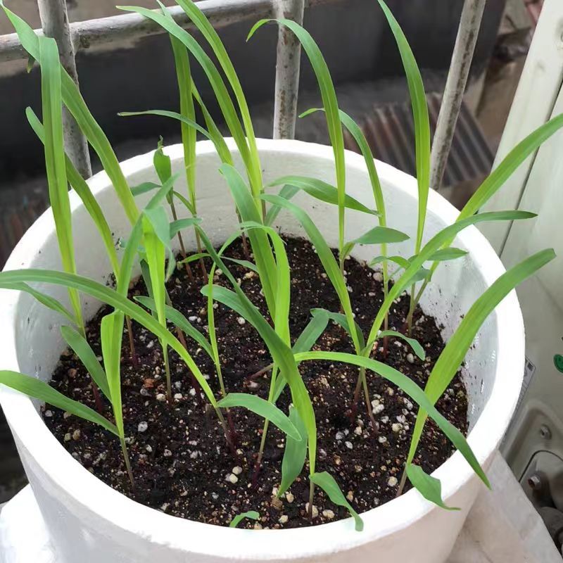 牧草种子兔子草种子豚鼠荷兰猪宠物多年生龙猫尾草养殖牧草种子