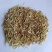 无芒雀麦牧草种子多年生耐寒草四季青畜禽牧草籽猪牛羊驴鸡鹅兔鱼