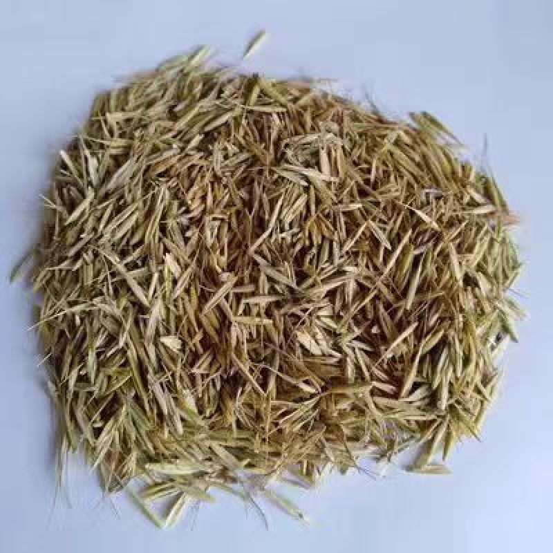 无芒雀麦牧草种子多年生耐寒草四季青畜禽牧草籽猪牛羊驴鸡鹅兔鱼