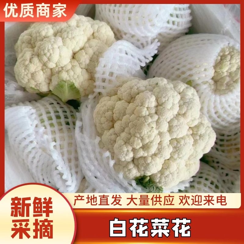 精品白花菜花新品上市质量保证品种纯正假一赔十