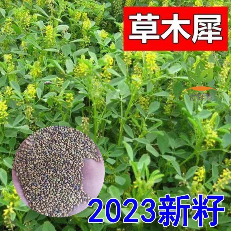 草木樨种子草木犀蜜源植物黄花草牧草型绿肥