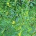 草木樨种子草木犀蜜源植物黄花草牧草型绿肥