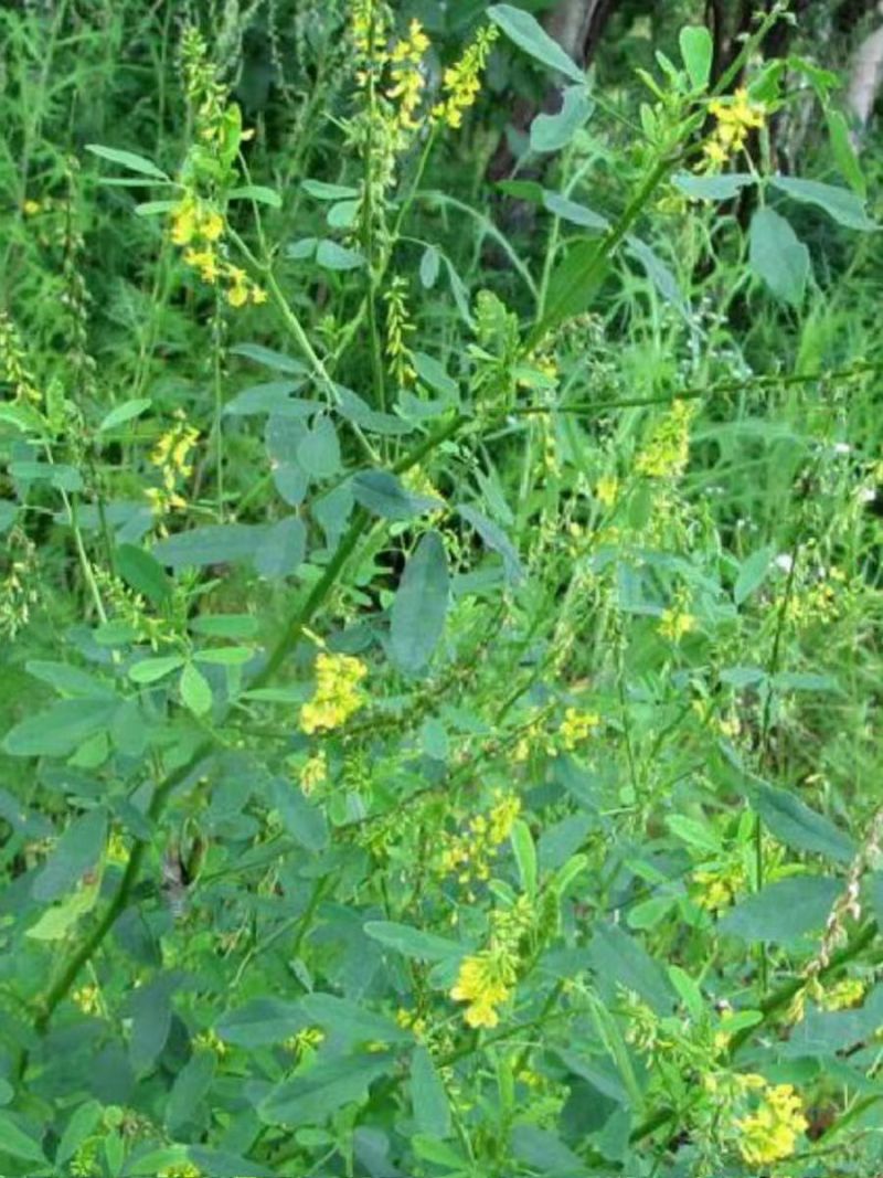草木樨种子草木犀蜜源植物黄花草牧草型绿肥
