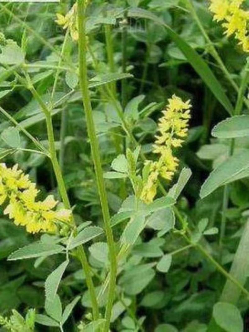 草木樨种子草木犀蜜源植物黄花草牧草型绿肥