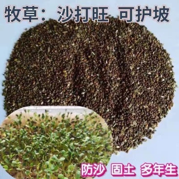沙打旺牧草种子进口牧草种子护坡耐寒耐旱果园绿肥草种沙打旺种子