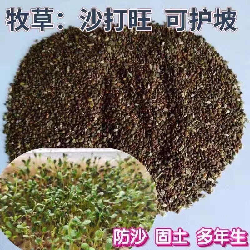 沙打旺牧草种子进口牧草种子护坡耐寒耐旱果园绿肥草种沙打旺种子