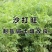 沙打旺牧草种子进口牧草种子护坡耐寒耐旱果园绿肥草种沙打旺种子