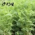 沙打旺牧草种子进口牧草种子护坡耐寒耐旱果园绿肥草种沙打旺种子