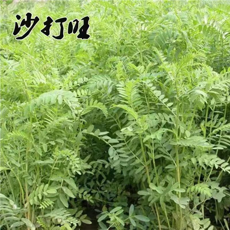 沙打旺牧草种子进口牧草种子护坡耐寒耐旱果园绿肥草种沙打旺种子