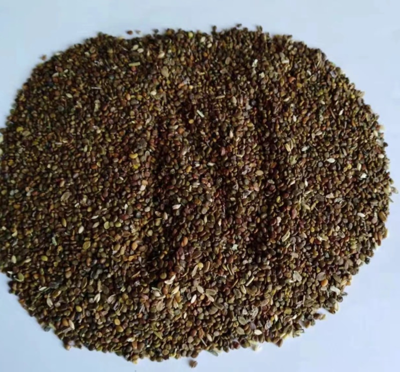 沙打旺牧草种子进口牧草种子护坡耐寒耐旱果园绿肥草种沙打旺种子