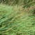 碱茅草种子耐旱耐盐碱草籽抗风沙抗寒草籽
