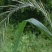 碱茅草种子耐旱耐盐碱草籽抗风沙抗寒草籽