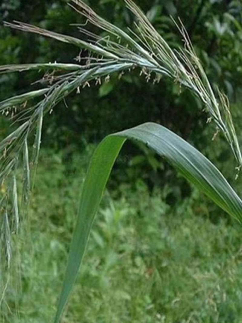 碱茅草种子耐旱耐盐碱草籽抗风沙抗寒草籽