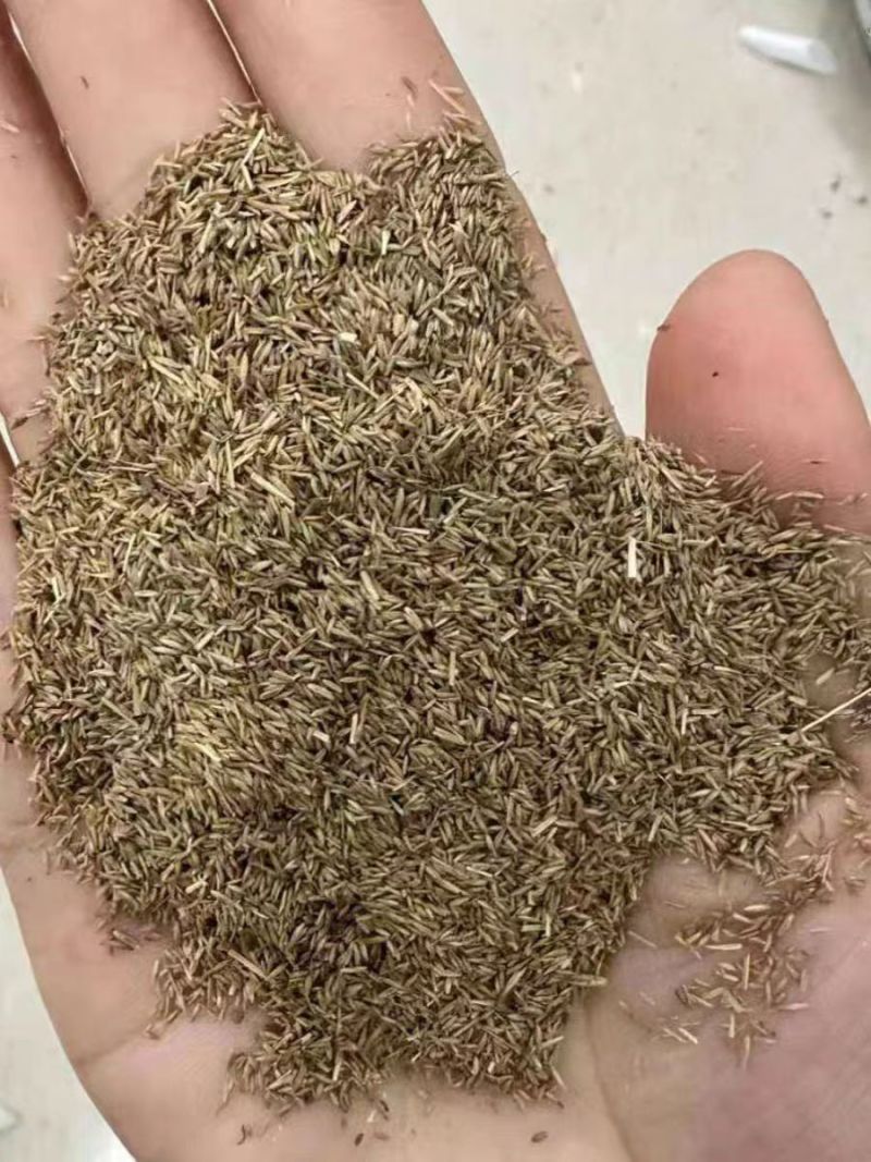 碱茅草种子耐旱耐盐碱草籽抗风沙抗寒草籽