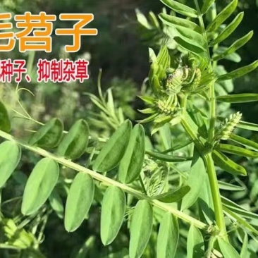 毛苕子牧草种子果园绿肥饲用养殖牧草蜜源花卉固土护坡