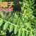 毛苕子牧草种子果园绿肥饲用养殖牧草蜜源花卉固土护坡