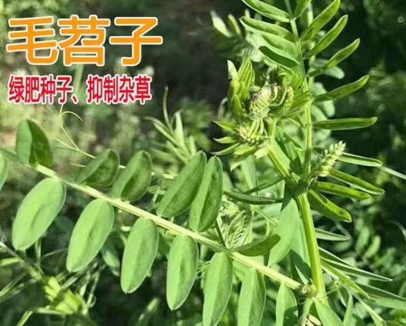 毛苕子牧草种子果园绿肥饲用养殖牧草蜜源花卉固土护坡