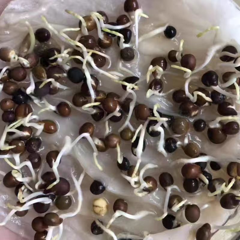 毛苕子牧草种子果园绿肥饲用养殖牧草蜜源花卉固土护坡