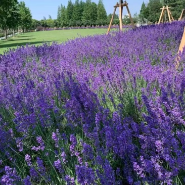 薰衣草种子籽庭院盆栽驱蚊虫香草花种子花种孑重瓣除虫播种留兰香