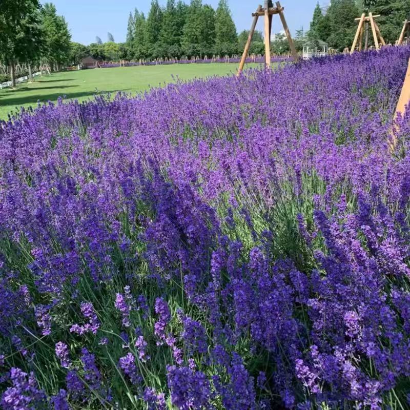 薰衣草种子籽庭院盆栽驱蚊虫香草花种子花种孑重瓣除虫播种留兰香