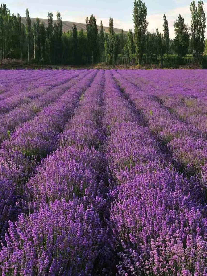 薰衣草种子籽庭院盆栽驱蚊虫香草花种子花种孑重瓣除虫播种留兰香