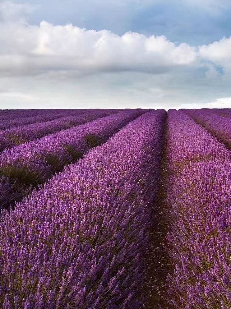 薰衣草种子籽庭院盆栽驱蚊虫香草花种子花种孑重瓣除虫播种留兰香