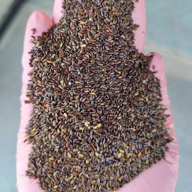 薰衣草种子籽庭院盆栽驱蚊虫香草花种子花种孑重瓣除虫播种留兰香