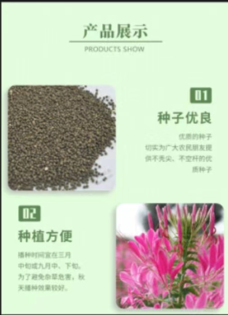 醉蝶花种子四季播种开花室内外阳台庭院盆栽种子绿化景观园林花卉
