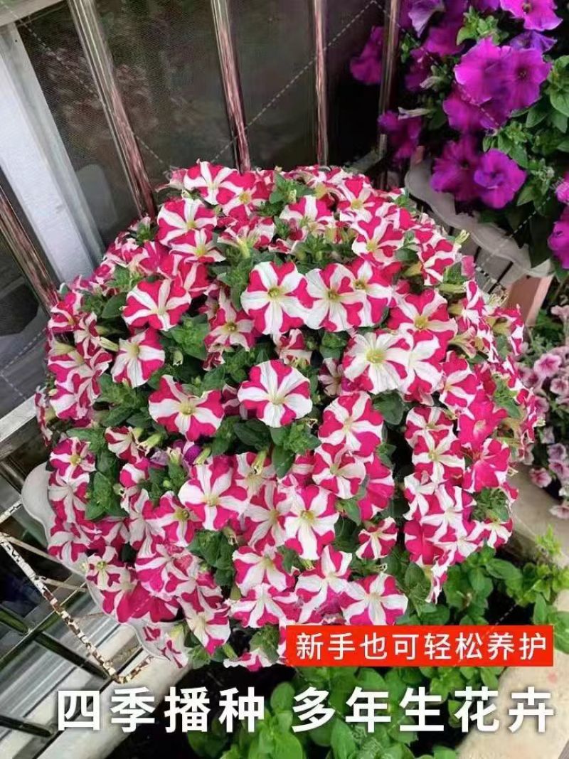 矮牵牛种子垂吊盆栽庭院室内阳台爬藤植物牵牛花种子