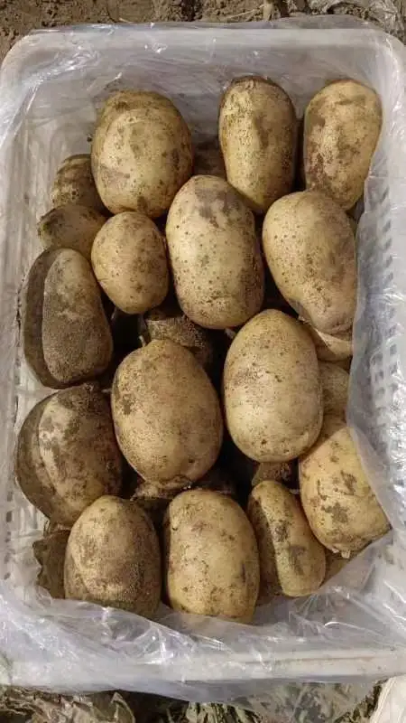 黄心土豆河南精品土豆品类齐全规格丰富产地直发欢迎选购