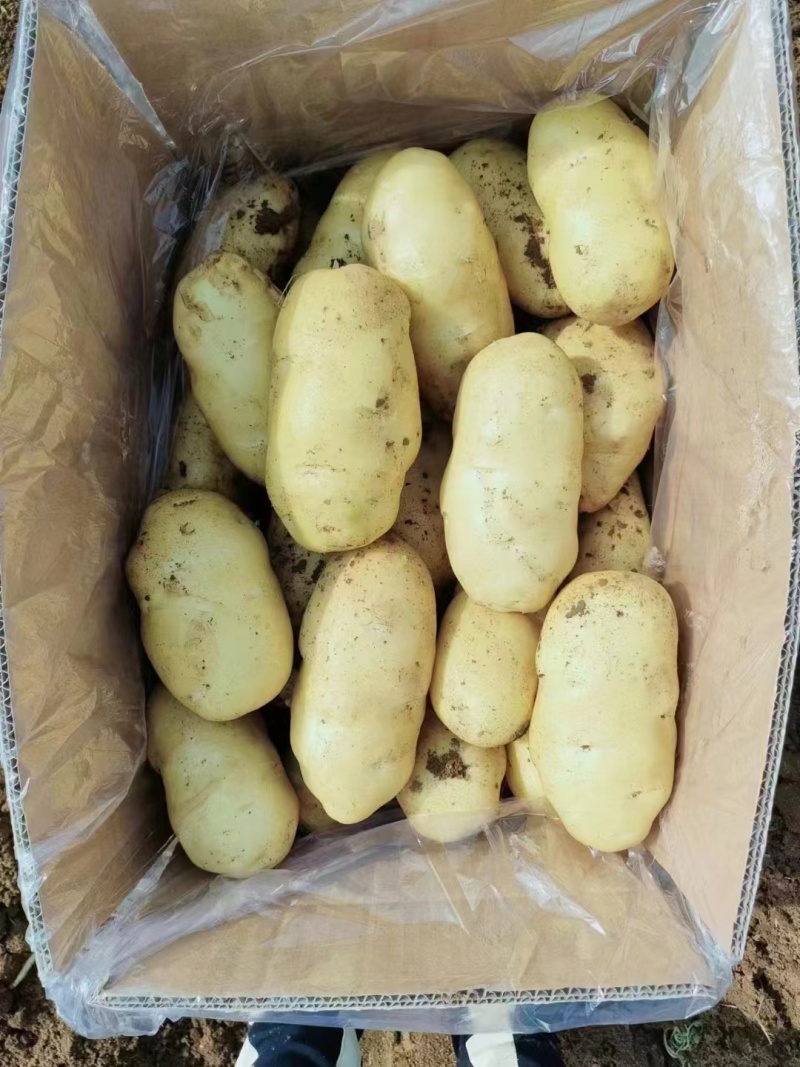 黄心土豆河南精品土豆品类齐全规格丰富产地直发欢迎选购